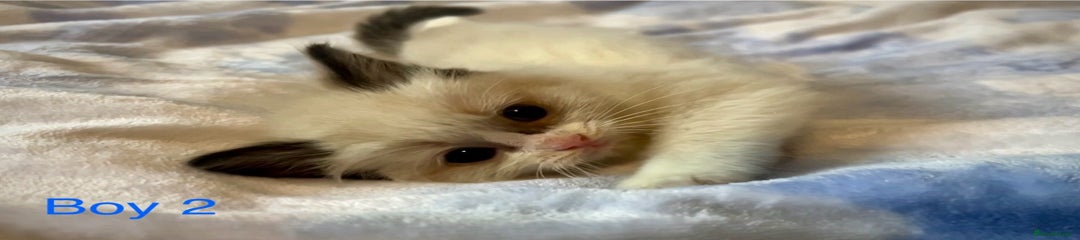 Ragdoll Kitten 2