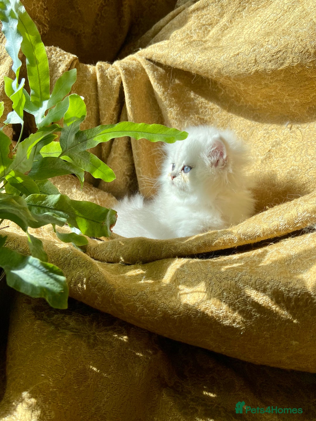Persian cats for sale: TICA reg Silver & Golden Chinchilla Persians  - Image 6