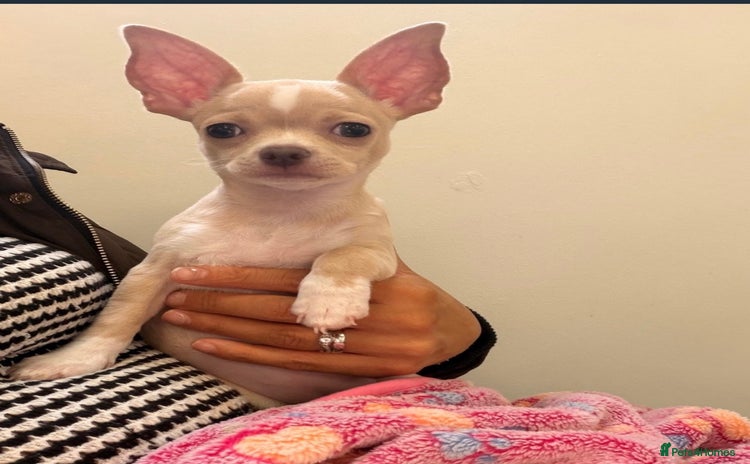 Chihuahua dogs - Advert 1