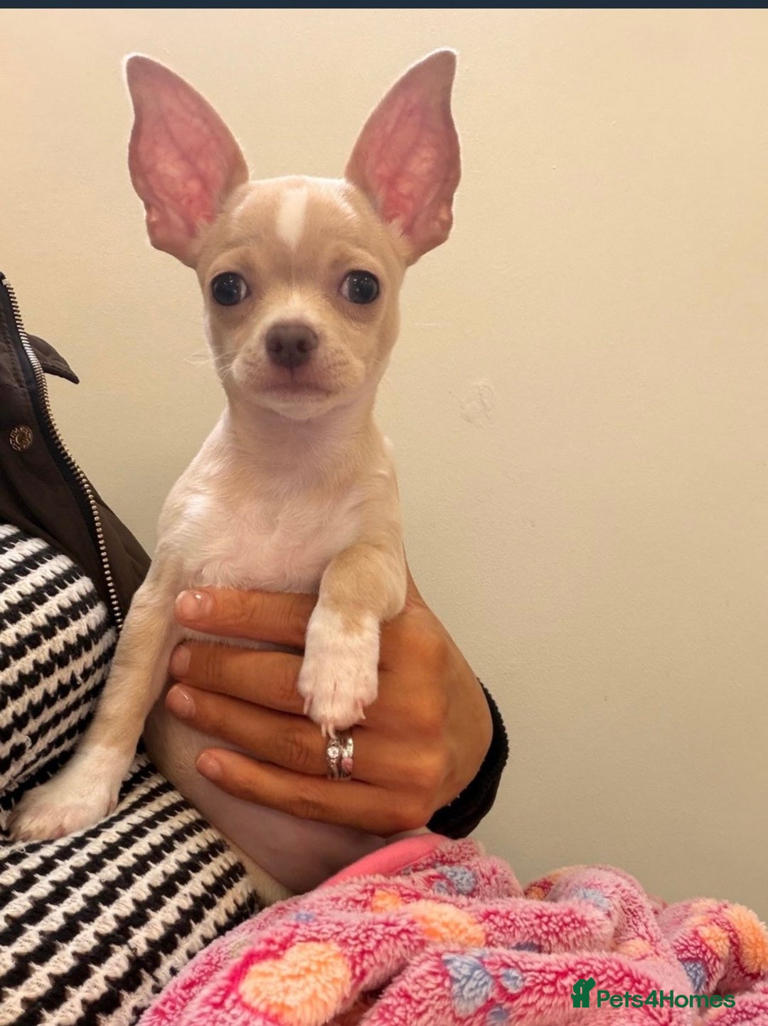 Chihuahua dogs for sale: co 15-Week-Old Chihuahua Puppy - Nancy  - Image 1