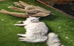 Maine Coon cats for sale: Neutered shaded Princess  - Image 7