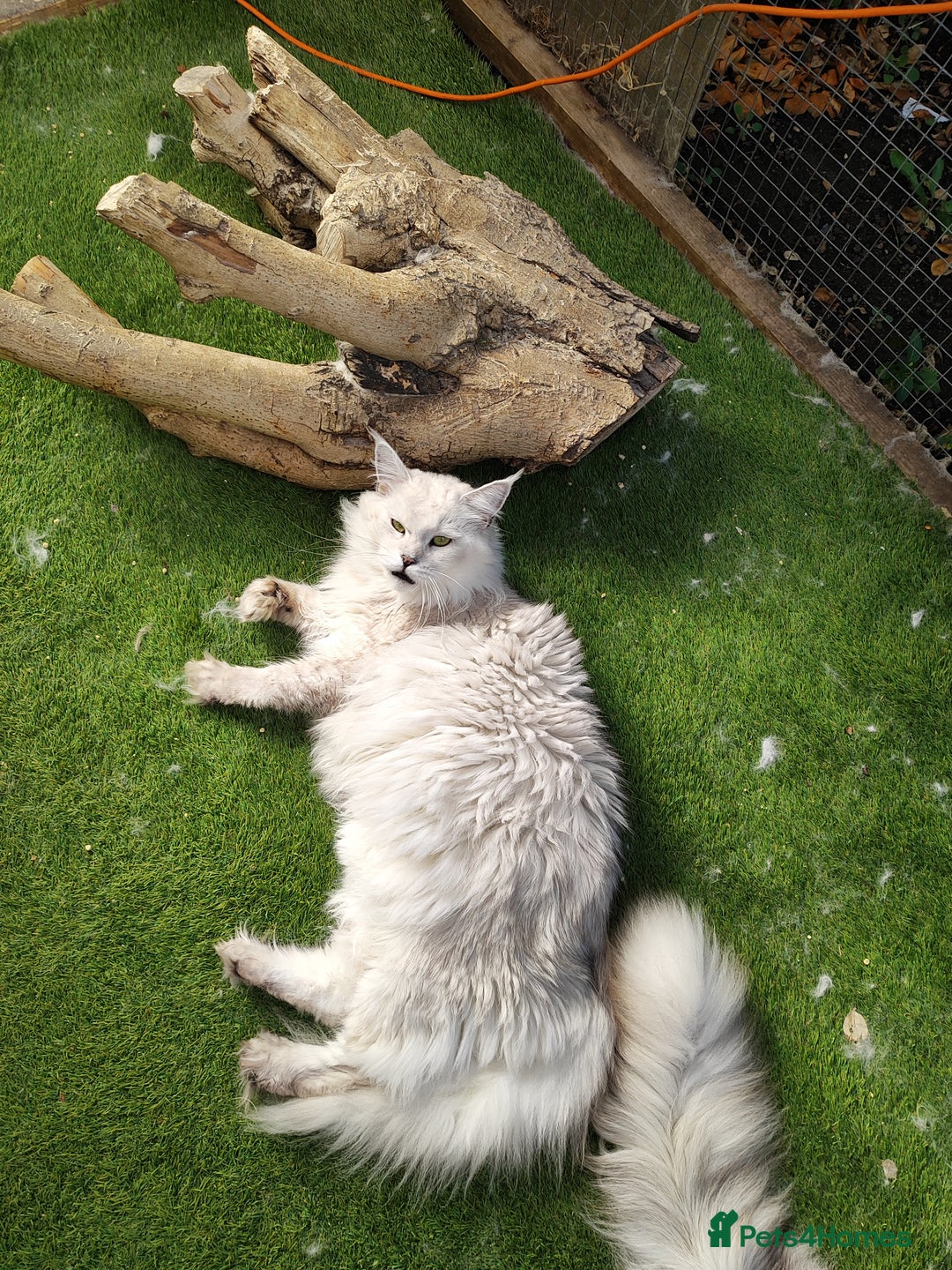 Maine Coon cats for sale: Neutered shaded Princess  - Image 7