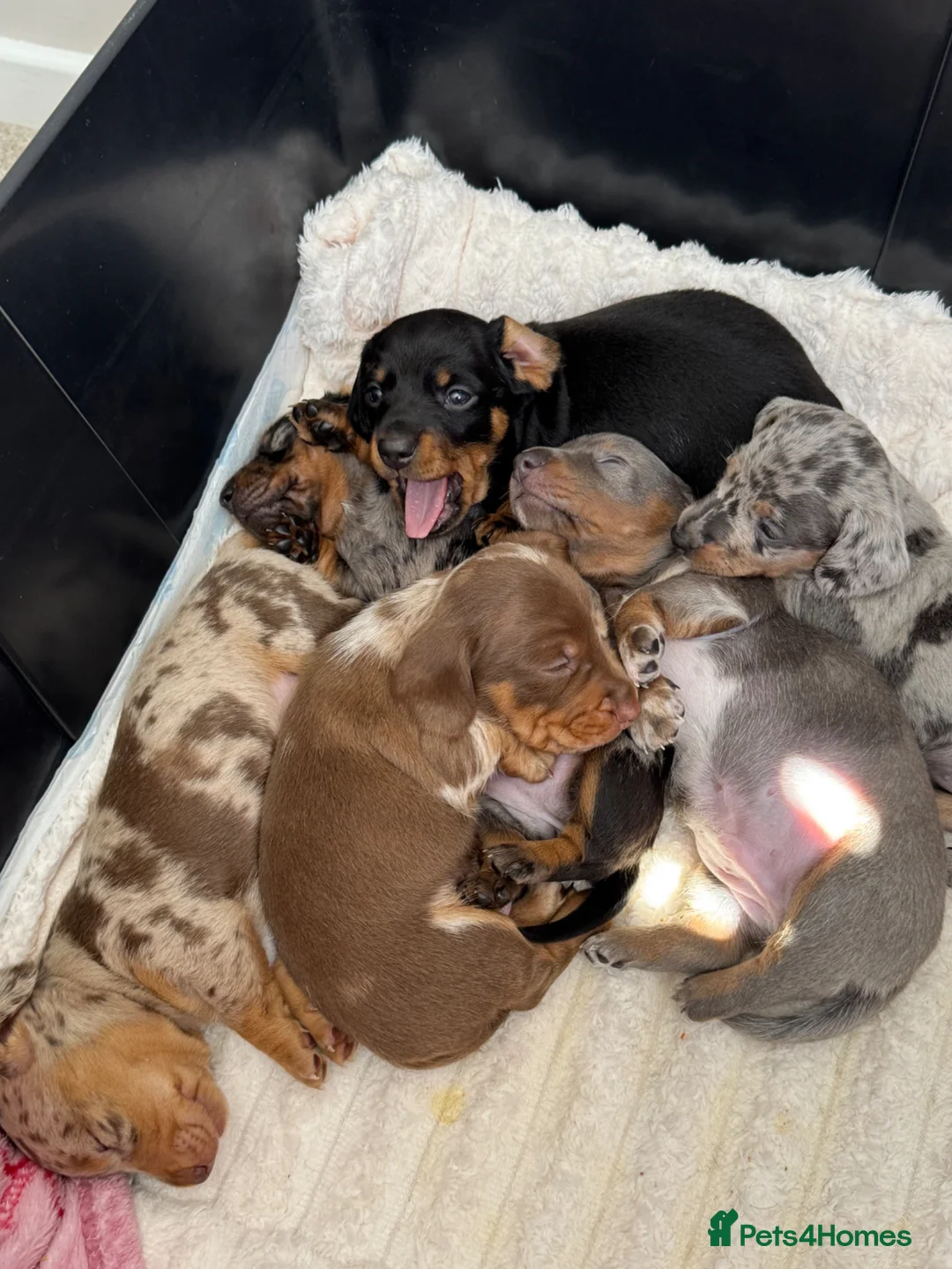 Miniature Dachshund dogs for sale: 6 beautiful babies available  in Newport - Advert 2
