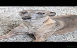 Whippet dogs for sale: 🥰Beautiful blue and white whippet puppies 🥰 - Image 12