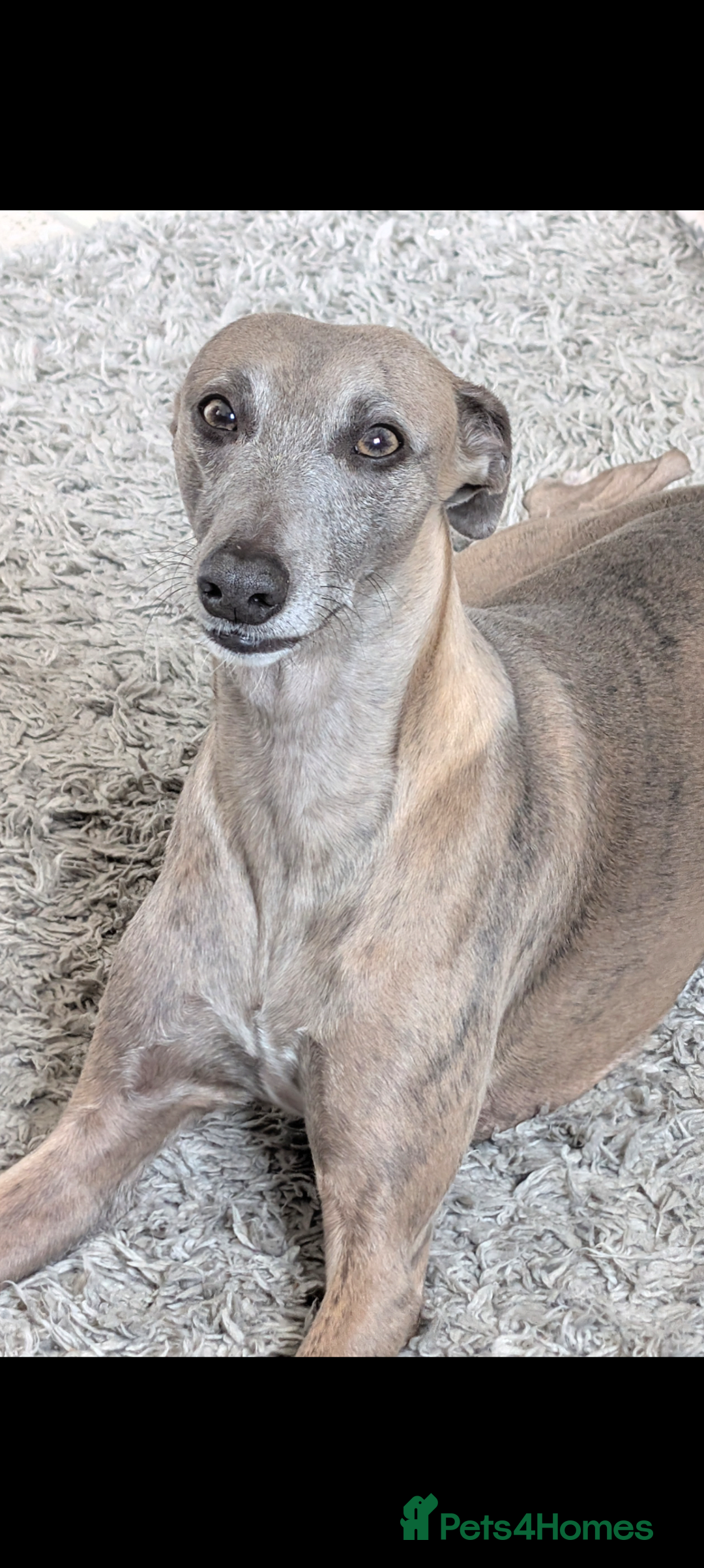 Whippet dogs for sale: 🥰Beautiful blue and white whippet puppies 🥰 - Image 12