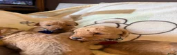 Labradoodle dogs for sale: Labradoodle Fox Red ♥️ - Advert 16
