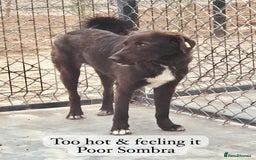 Mixed Breed dogs for adoption: Sombra, 1.5 yrs approx  Available for adoption  in Brixham - Image 4