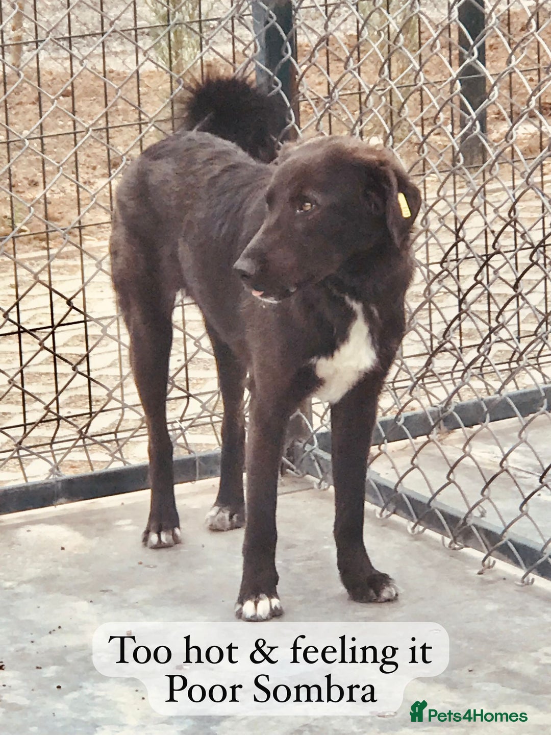 Mixed Breed dogs for adoption: Sombra, 1.5 yrs approx  Available for adoption  in Brixham - Image 4