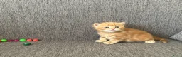 British Shorthair cats for sale: Living Unicorn: ginger female kittens - Advert 17