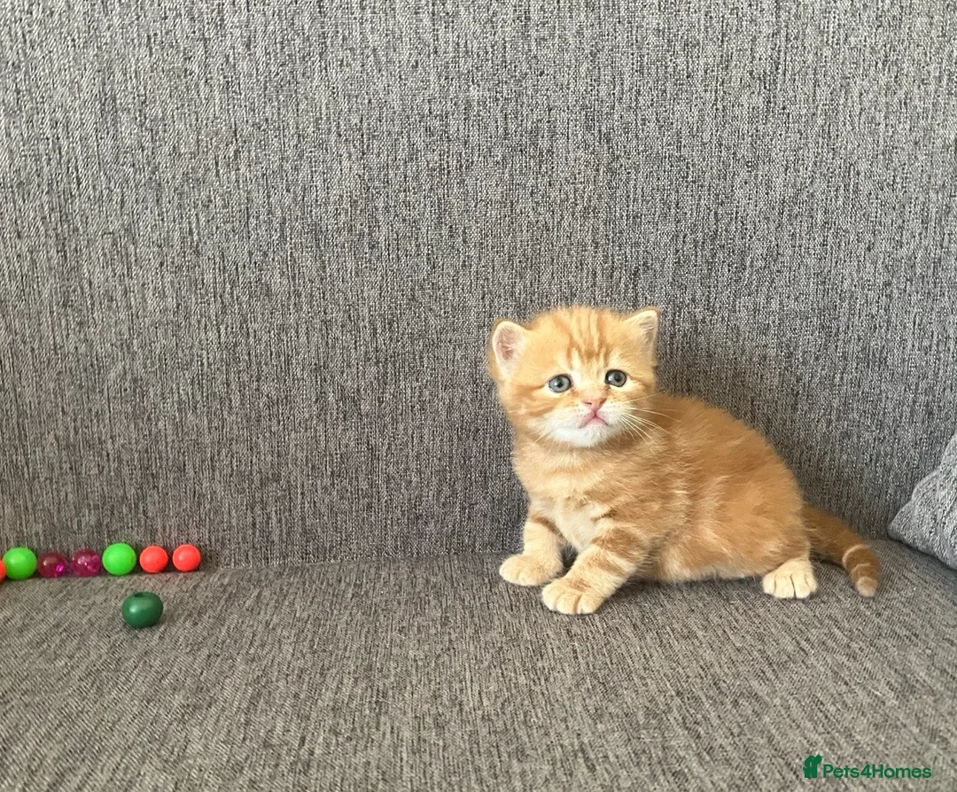 British Shorthair cats for sale: Living Unicorn: ginger female kittens - Advert 17