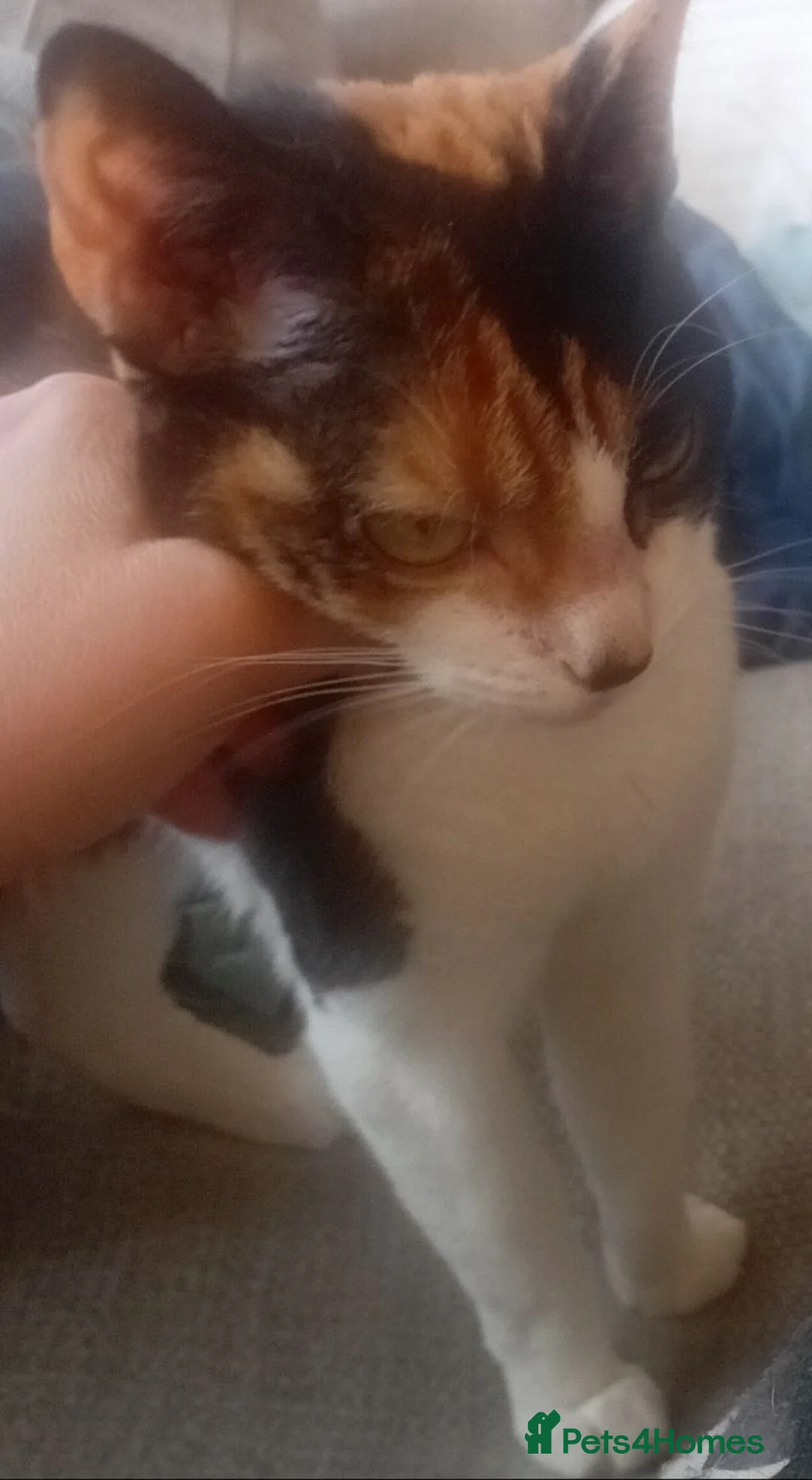 Mixed Breed cats for adoption: Meet Bella, looking for her happy forever home. - Advert 2