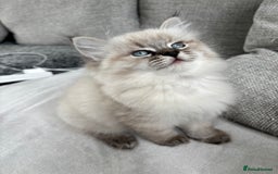 Siberian cats for sale: Siberian girl kitten  - Image 3