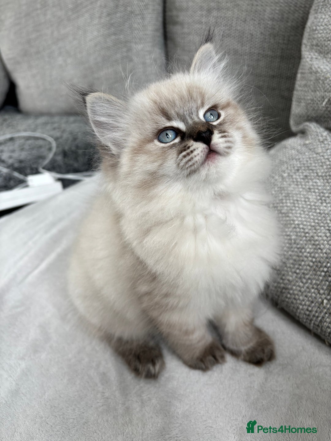 Siberian cats for sale: Siberian girl kitten  - Image 3