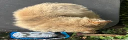 Persian cats for sale: Male Persian ginger cat - Advert 6
