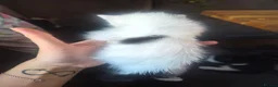 Mixed Breed cats for sale: Fluffy fur babies in Stoke-on-Trent - Advert 5
