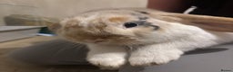Mini Lop rabbits for sale: 2 male mini lops - Advert 4