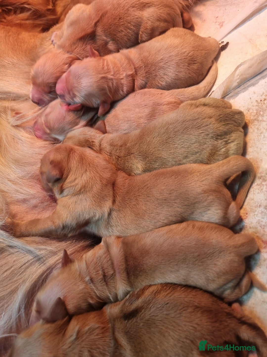 Golden Retriever dogs for sale: Stunning KC Registered Golden Retriever Puppies  - Advert 9
