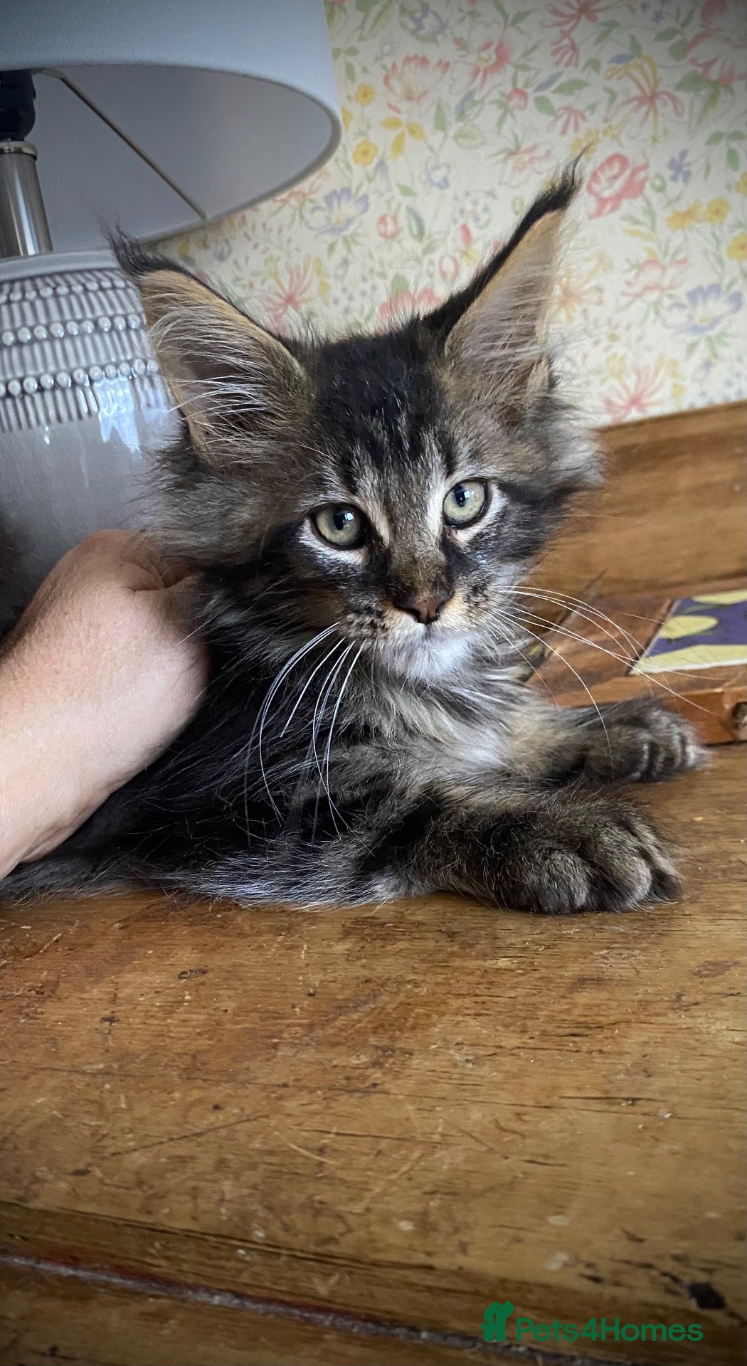Maine Coon cats Full Russian lines Coon kittens Registered Parents - Advert 2