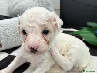 Mixed Breed dogs Stunning litter of Cavapoochon puppies - Advert 3