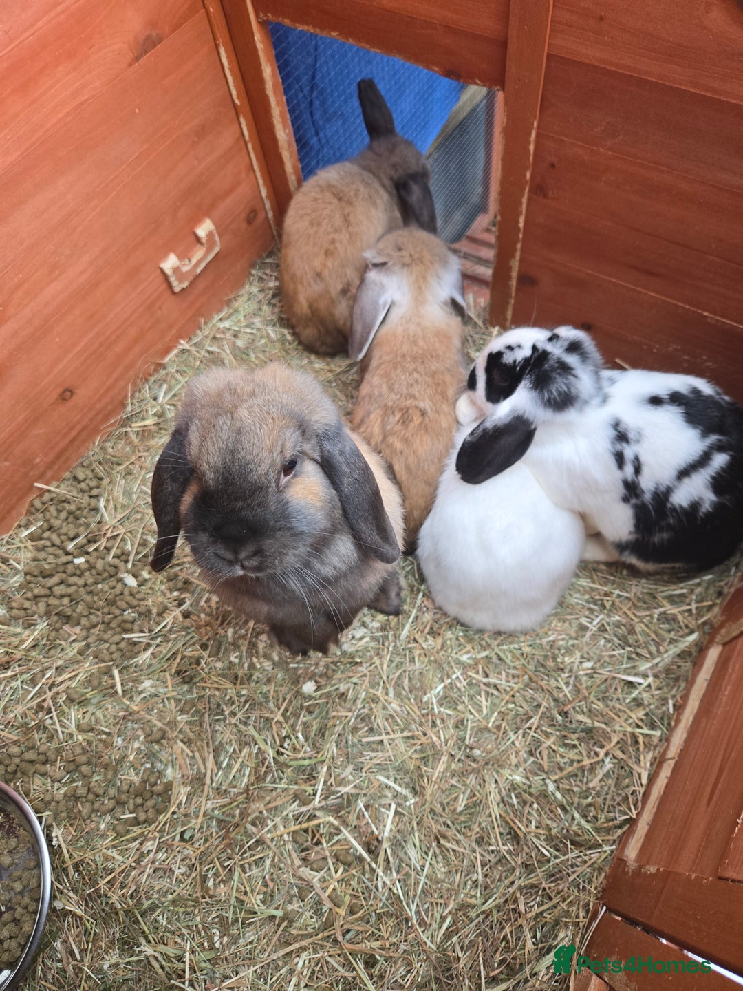 English rabbits for sale: 8 bunnies for sale - Advert 2