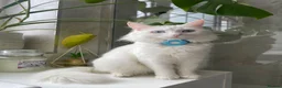 Turkish Angora cats for sale: Cute Turkish Angora x British Shorthair Kitten - Advert 13