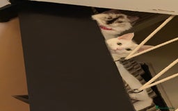 Ragdoll cats for sale: Ragdoll cat - Image 6