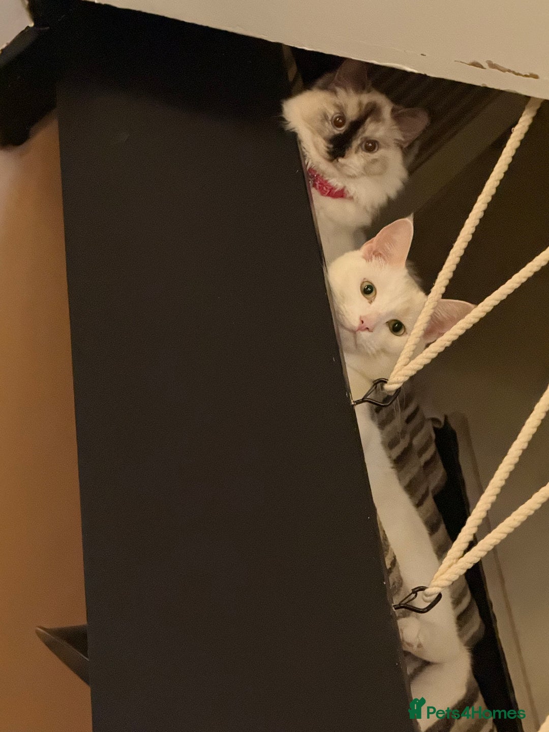 Ragdoll cats for sale: Ragdoll cat - Image 6