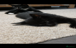 Mixed Breed cats for sale: 5 beautiful kittens  - Image 3