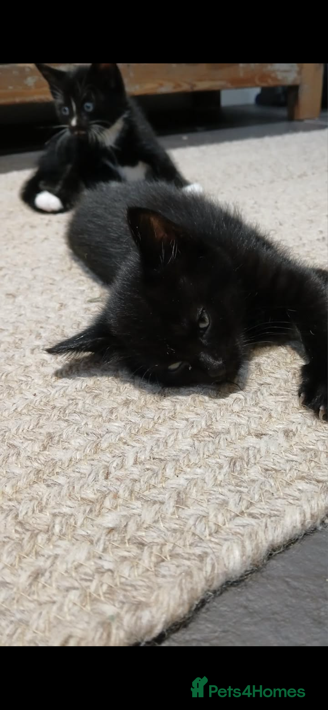 Mixed Breed cats for sale: 5 beautiful kittens  - Image 3