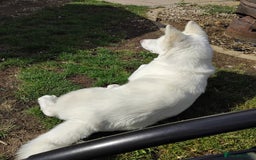 Japanese Akita Inu dogs for sale: Female 6 month akita - Image 3