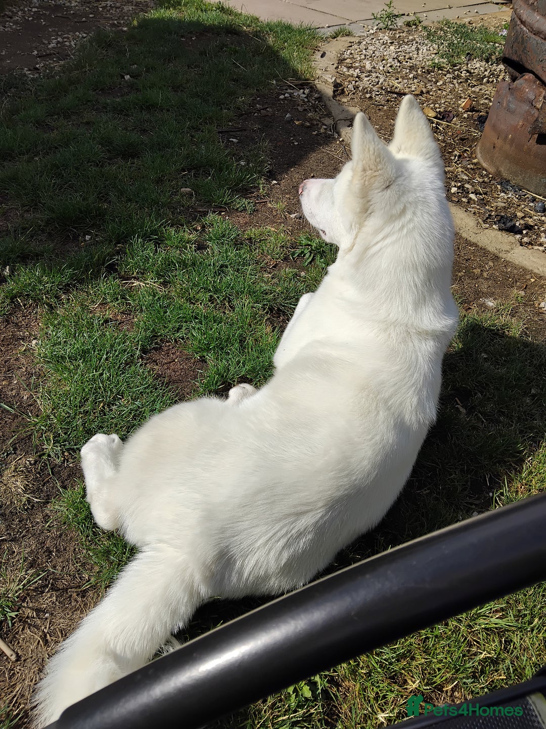 Japanese Akita Inu dogs for sale: Female 6 month akita - Image 3