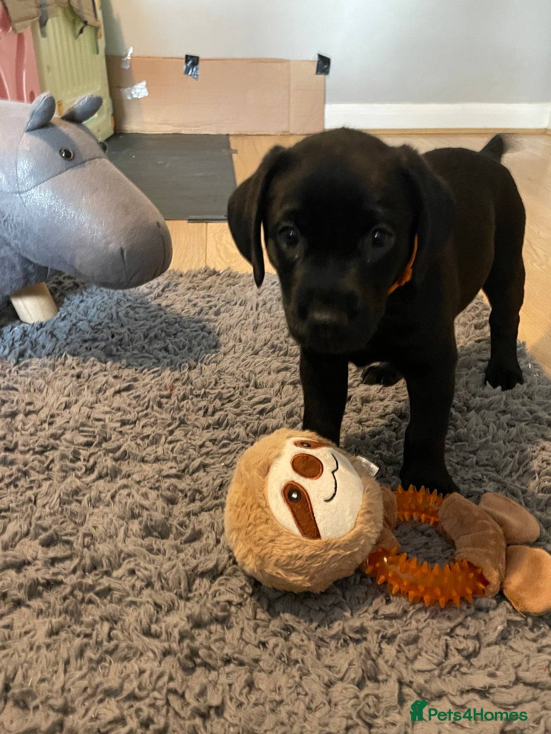 Labrador Retriever dogs for sale: Labrador pup - Advert 7