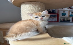 British Shorthair cats for sale: GCCF BSH Last Chocolate Golden Female Kitten Left - Image 1