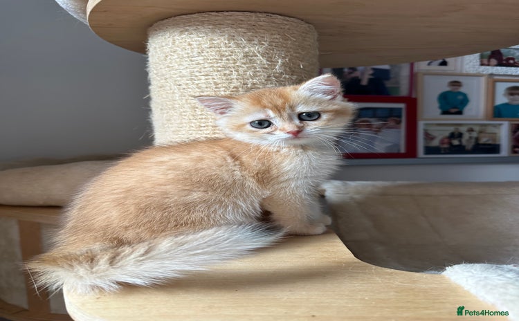 British Shorthair cats - Advert 4