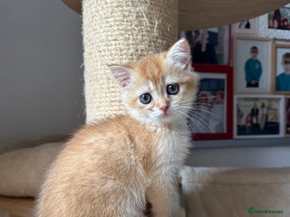 British Shorthair cats - Advert 3