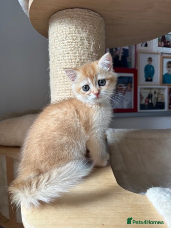 British Shorthair cats - Advert 4
