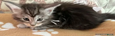 Maine Coon 2