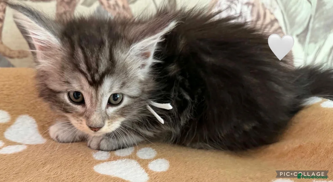 Maine Coon cats for sale: Maine coon kittens for sale tabby and mackerel - Advert 8