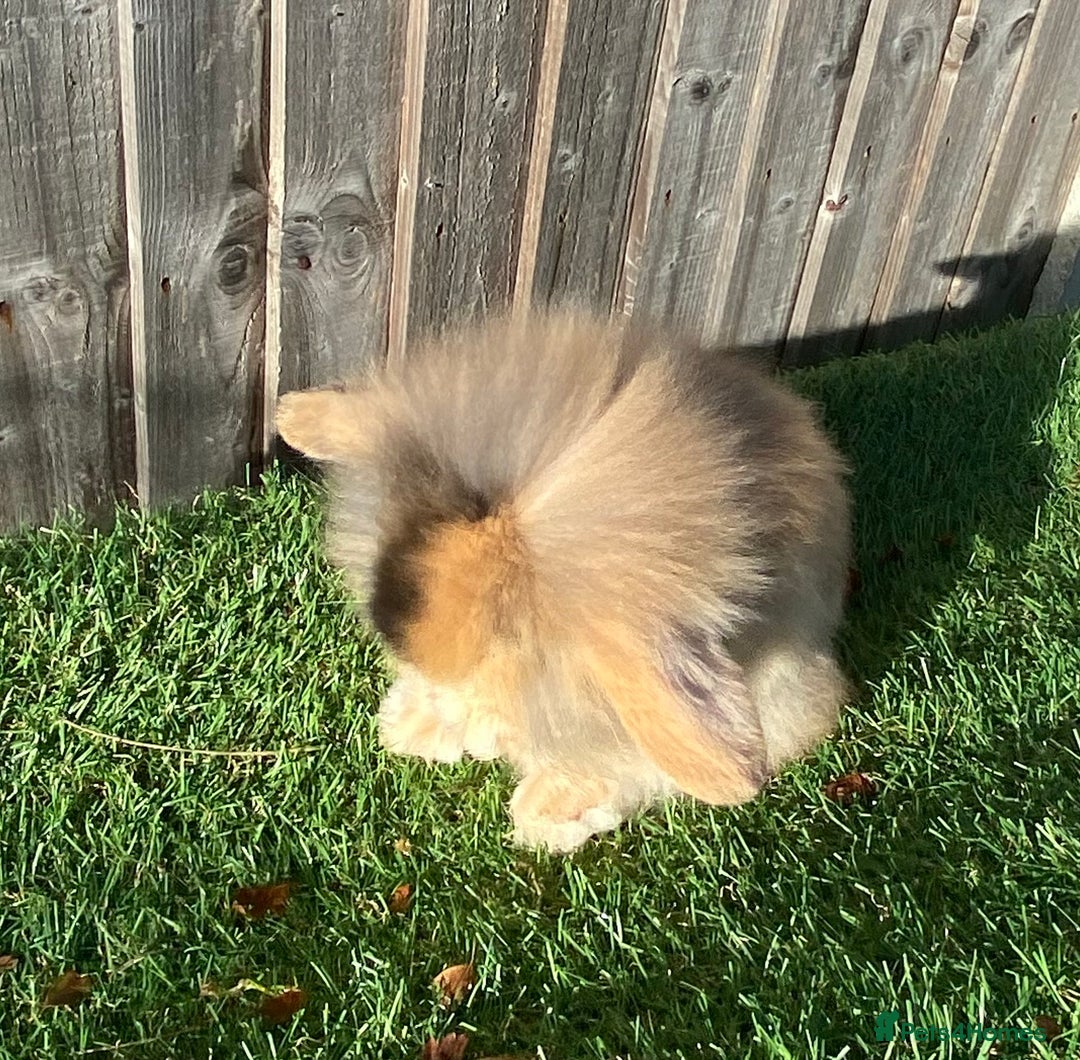 Mini Lion Lop rabbits for sale: ✨ 2 MINI LION LOPS – READY NOW ✨ - Image 5