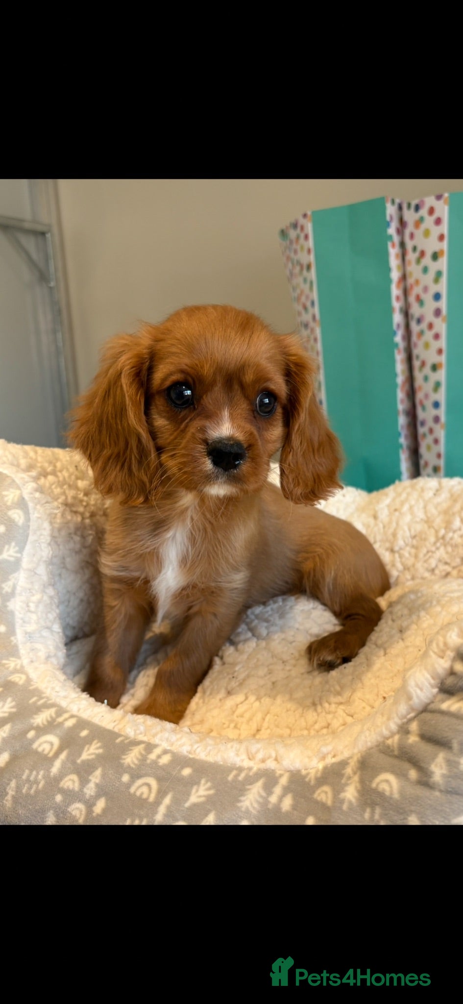 Cavalier King Charles Spaniel dogs READY TO GO NEW HOMES Kc & health tested puppies - Advert 3