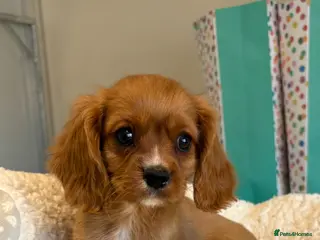 Cavalier King Charles Spaniel dogs READY TO GO NEW HOMES Kc & health tested puppies - Advert 3
