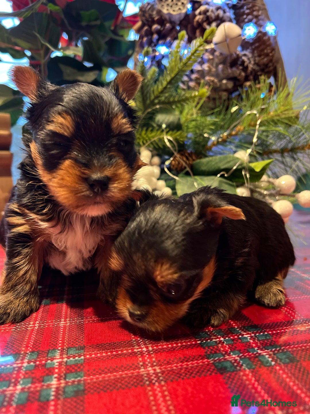 Yorkshire Terrier dogs for sale: Little pedigree yorkie pups - Advert 2