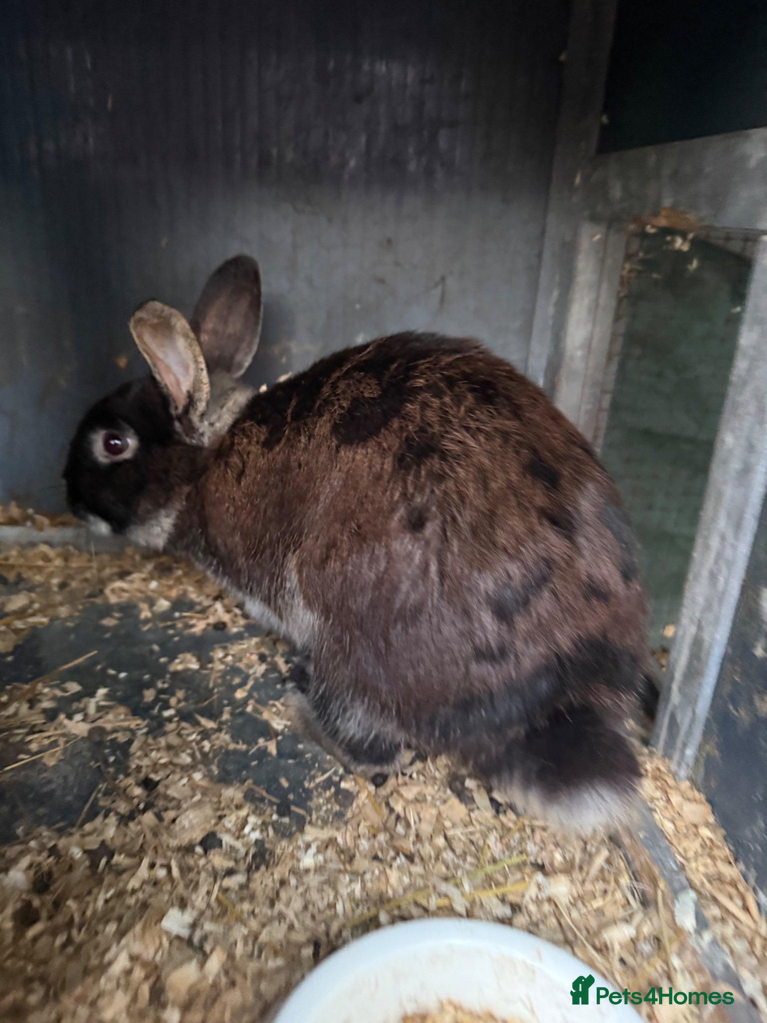 Mini Lop rabbits Mini lop X Netherland dwarf male  - Advert 1