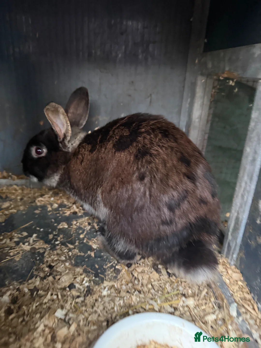 Mini Lop rabbits for sale: Mini lop X Netherland dwarf male  in Plymouth - Advert 1