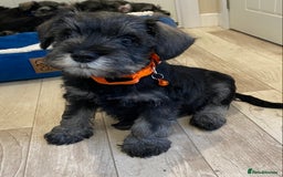 Miniature Schnauzer dogs for sale: Miniature Schnauzer Puppies-  - Image 17