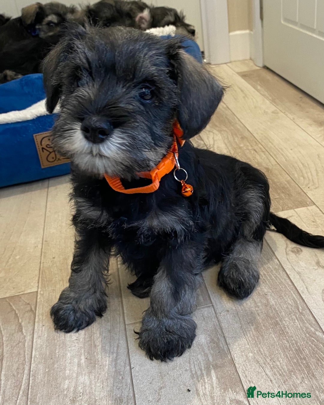 Miniature Schnauzer dogs for sale: Miniature Schnauzer Puppies-  - Image 17