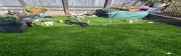 Mixed Breed dogs for sale: Colli/lurcher puppies  in Exeter - Advert 2