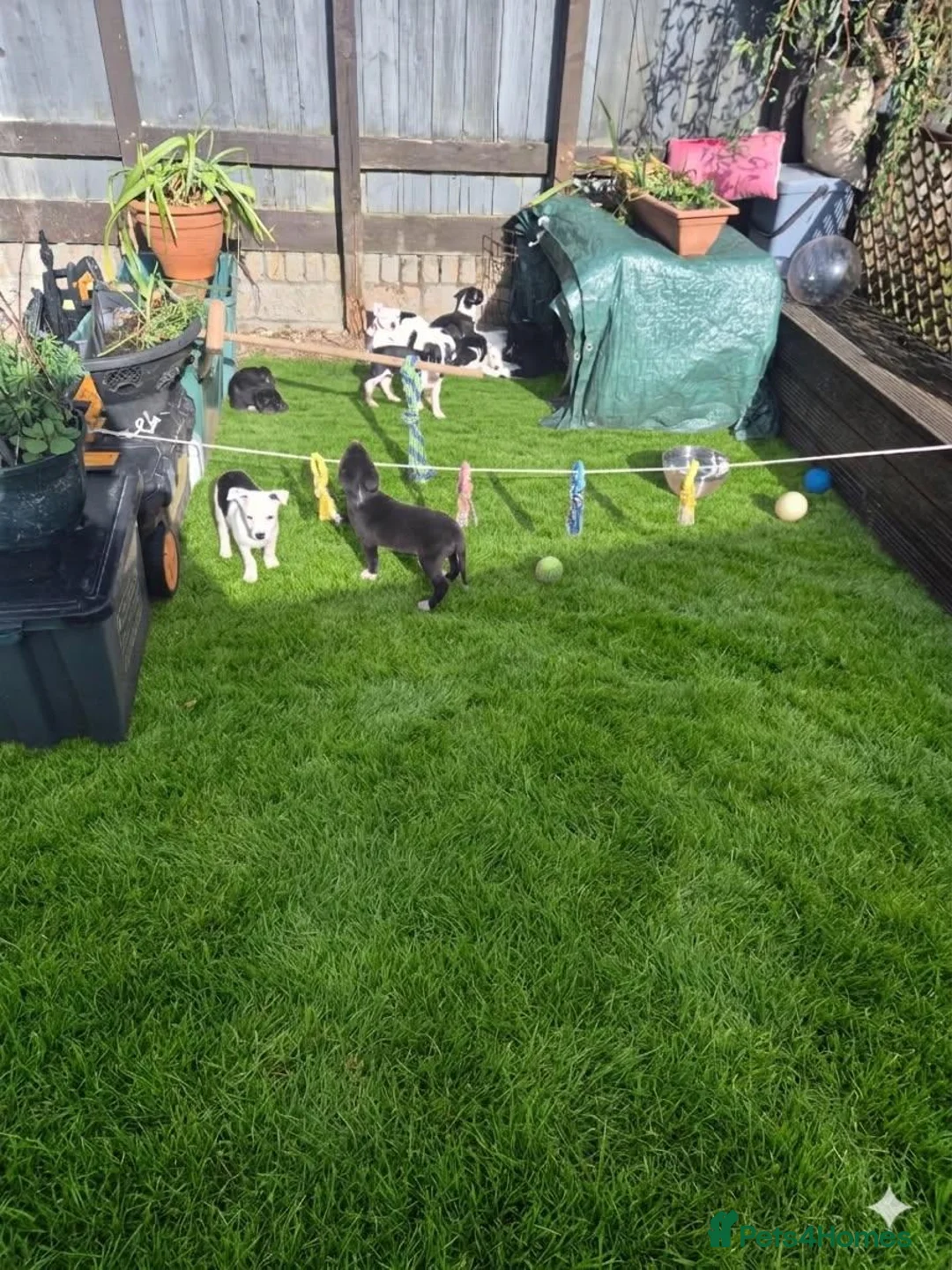 Mixed Breed dogs for sale: Colli/lurcher puppies  in Exeter - Advert 2