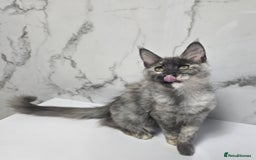 Maine Coon cats for sale: 2 girls -TICA MaineCoon Kittens - Image 2