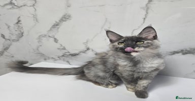 Maine Coon cats - Advert 8